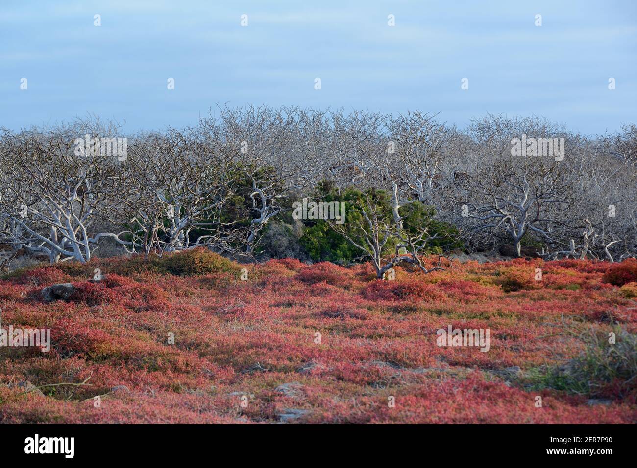 Les plantes de Sesuvium (Sesuvium edmondstonii) et les arbres de Palo Santo (Bursera graveolens). Île de Seymour Nord, Îles Galapagos, Équateur Banque D'Images