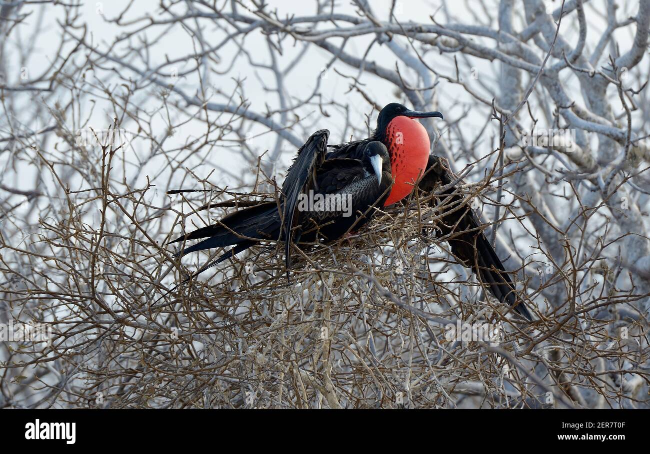 Magnifique Frigatebird (Fregata magnifiens) mâle avec aile sur femelle dans le Palo Santo, île de Seymour Nord, îles Galapagos, Equateur Banque D'Images