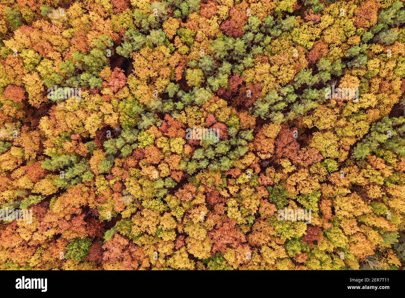 Forêt d'automne colorée ci-dessus, capturée avec un drone. Paysage naturel de saison. Banque D'Images