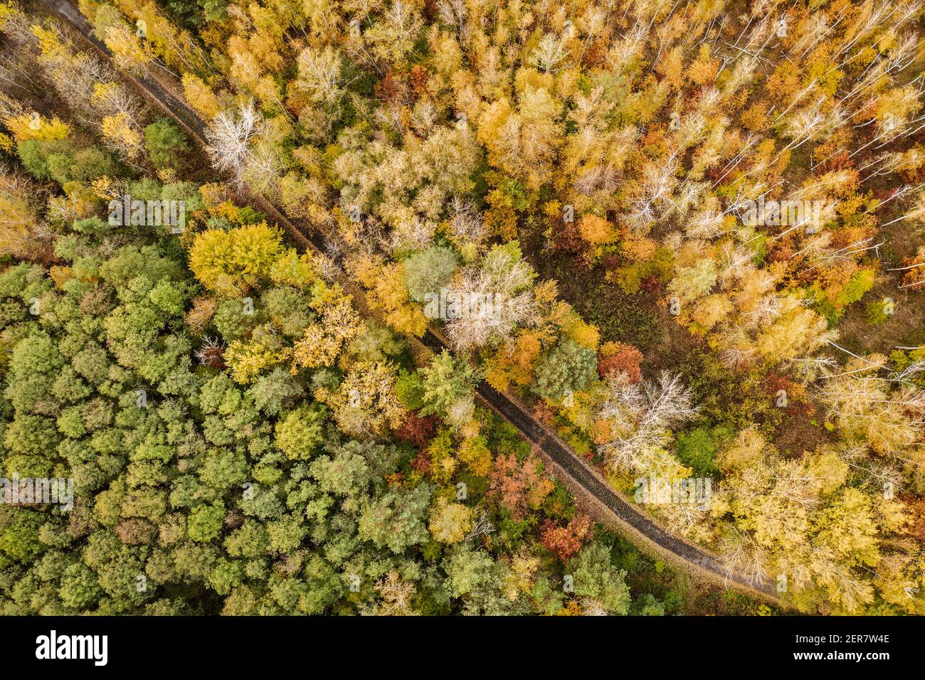 Forêt d'automne colorée se forme au-dessus avec une route vide, capturé avec un drone. Paysage naturel de saison. Banque D'Images