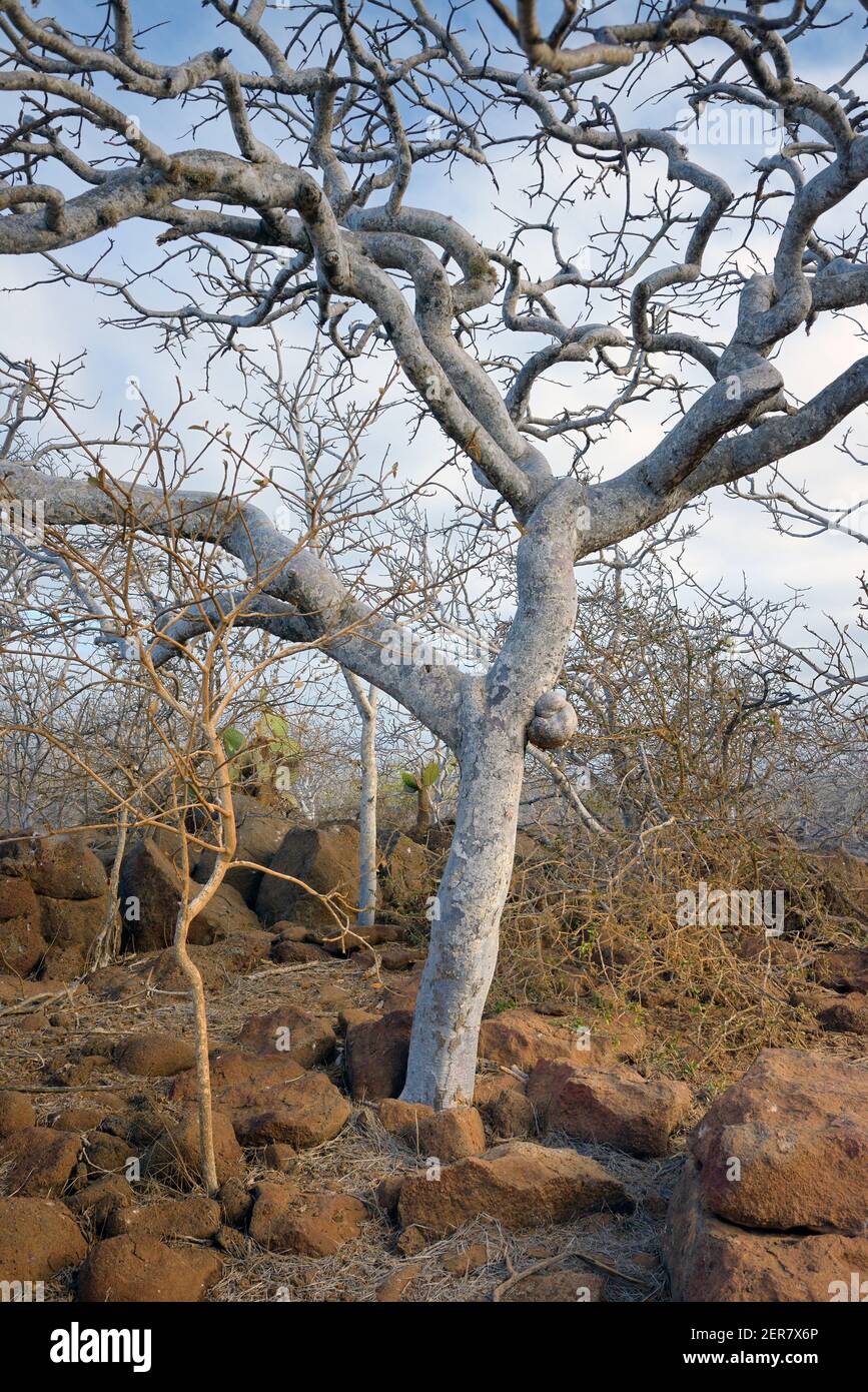 Arbre Palo Santo (Bursera graveolens), nom commun arbre du Bois Saint. Île de Seymour Nord, Îles Galapagos, Équateur Banque D'Images