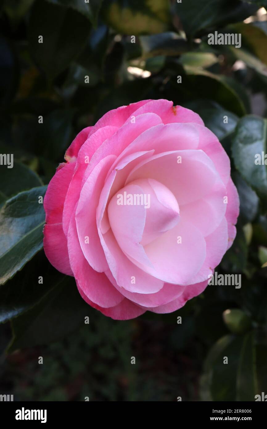 Camellia japonica «Desire» désir camellia – rose pâle à rose moyen dégradé officiel double fleur, février, Angleterre, Royaume-Uni Banque D'Images