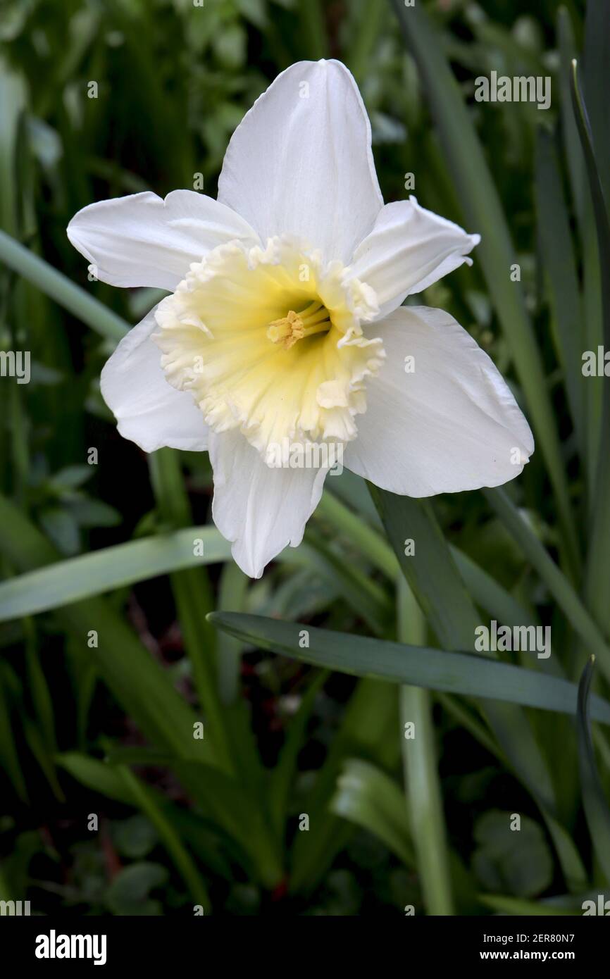 Narcissus «Ice Follies» Division 2 jonquilles à grosses cousues jonquilles aux pétales jaune citron et trompette jaune doré, février, Angleterre, Royaume-Uni Banque D'Images