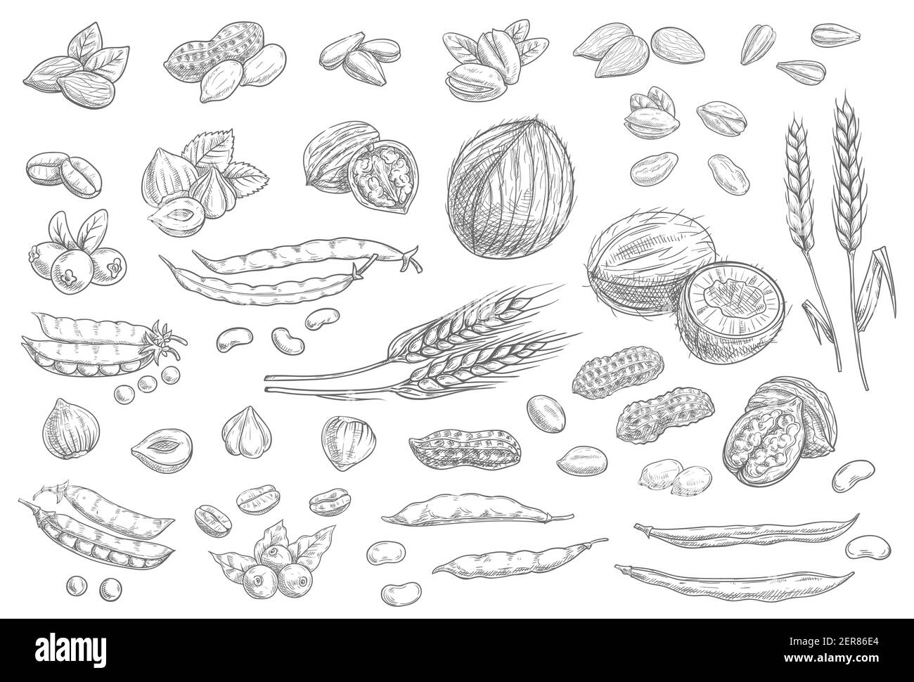 Noix, grains de céréales croquis icônes noix de cajou et amandes, arachides et graines de pistache, vecteur. La nourriture naturelle végétarienne et végétalienne esquisse noix de coco, noisette Illustration de Vecteur