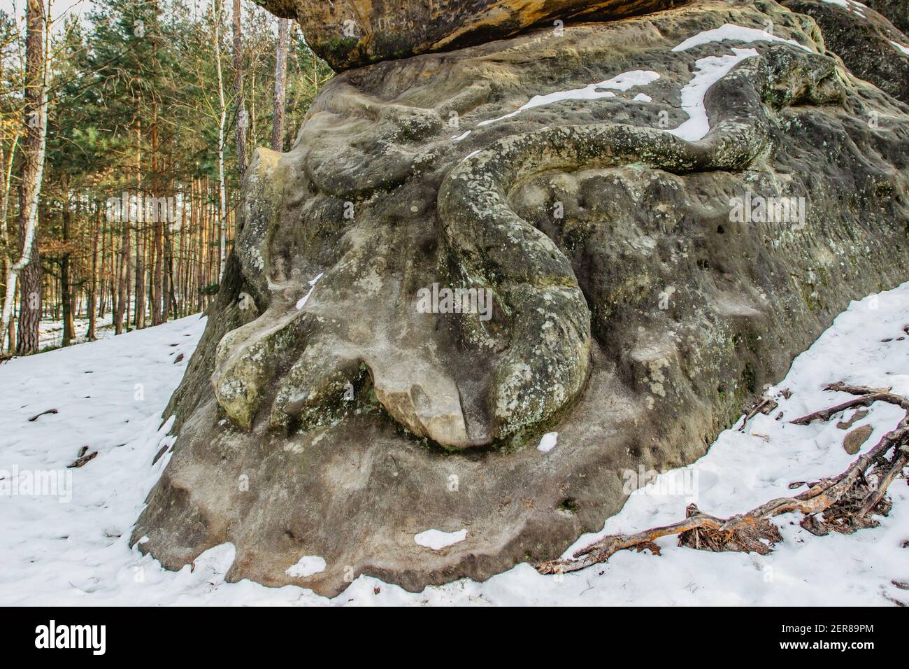 Formation de relief de roche appelée Snake, CZ avait, sculpté dans des grès.Monumental œuvre de serpent géant dans la forêt de pins près du village de Zelizy, République tchèque.CLI Banque D'Images