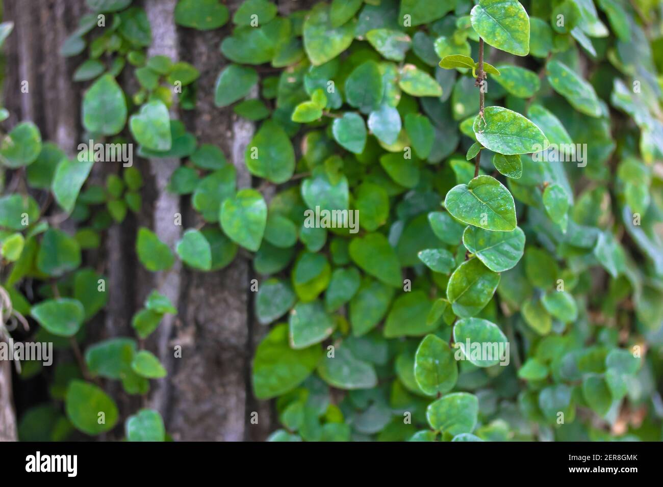Persan vert ou lierre de Colchis. Une plante grimpante à feuilles persistantes qui monte sur le mur. Laisse la texture. Mur vert. Texture végétale verte. Feuilles vertes Backgrou Banque D'Images