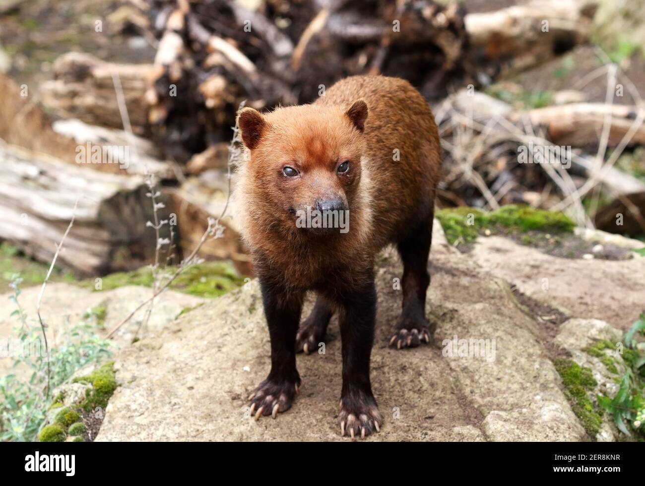 Chien Bush - Speothos venaticus Banque D'Images