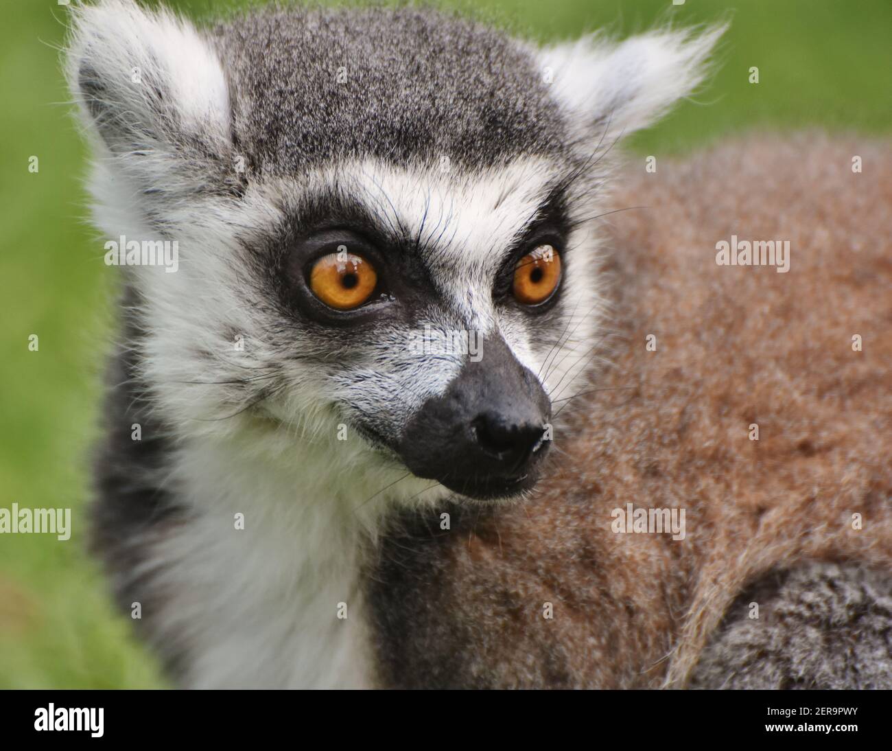 Le visage d'un Lemur à queue d'anneau (Lemur catta), trouvé seulement sur l'île africaine de Madagascar. Banque D'Images