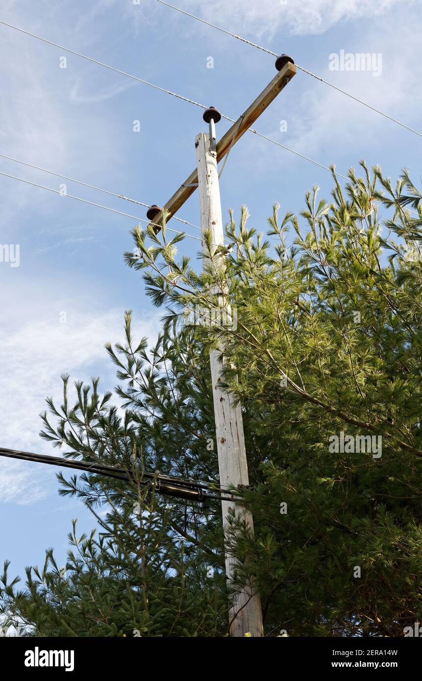 Un poteau utilitaire en bois à côté d'un arbre de pin.Québec,Canada Banque D'Images