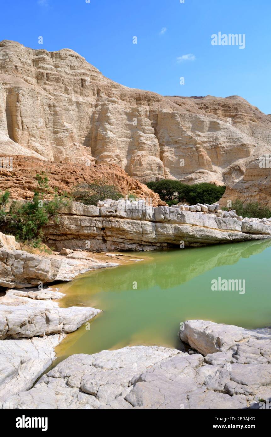 Petite piscine verte dans un lit de rivière principalement sec, Parapluie Thorn Acacias (Vachellia tortilis) croissant au milieu des parois du canyon de Nahal Zohar, région de la mer Morte Banque D'Images