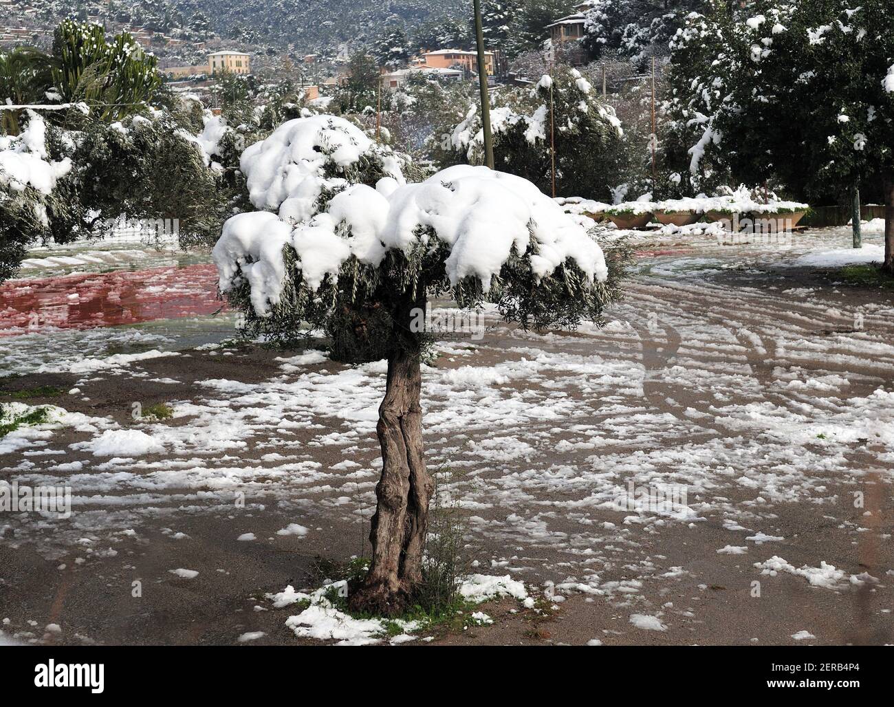 Olive Tree enneigé sur l'île des Baléares Majorque sur UN Journée d'hiver ensoleillée Banque D'Images