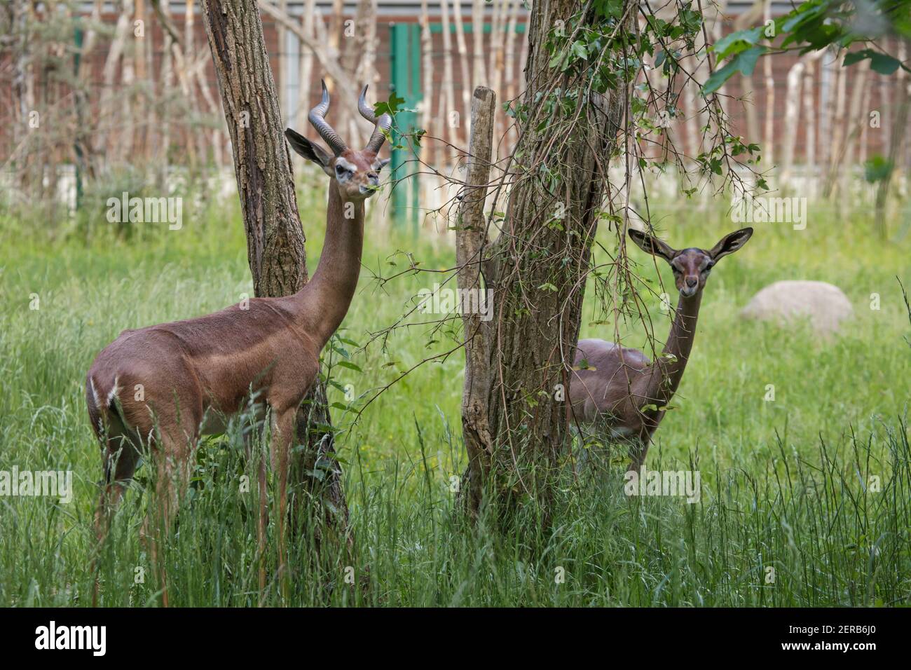 Le gerenuk méridional (Litocranius walleri walleri), également connu sous le nom de la gazelle du Waller. Banque D'Images