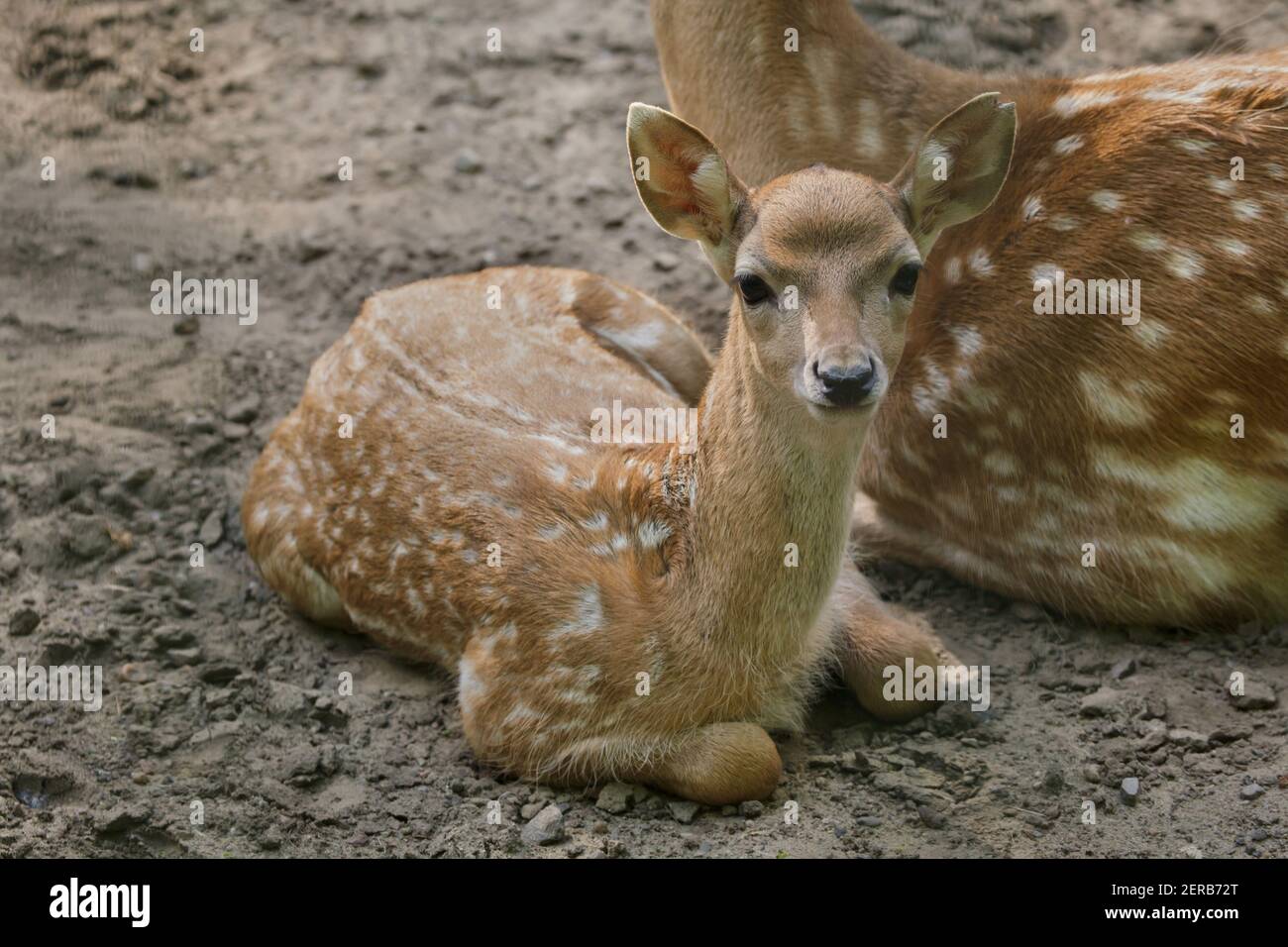 Cerf perse de Virginie (Dama dama mama mésopotamica) veau nouveau-né. Banque D'Images