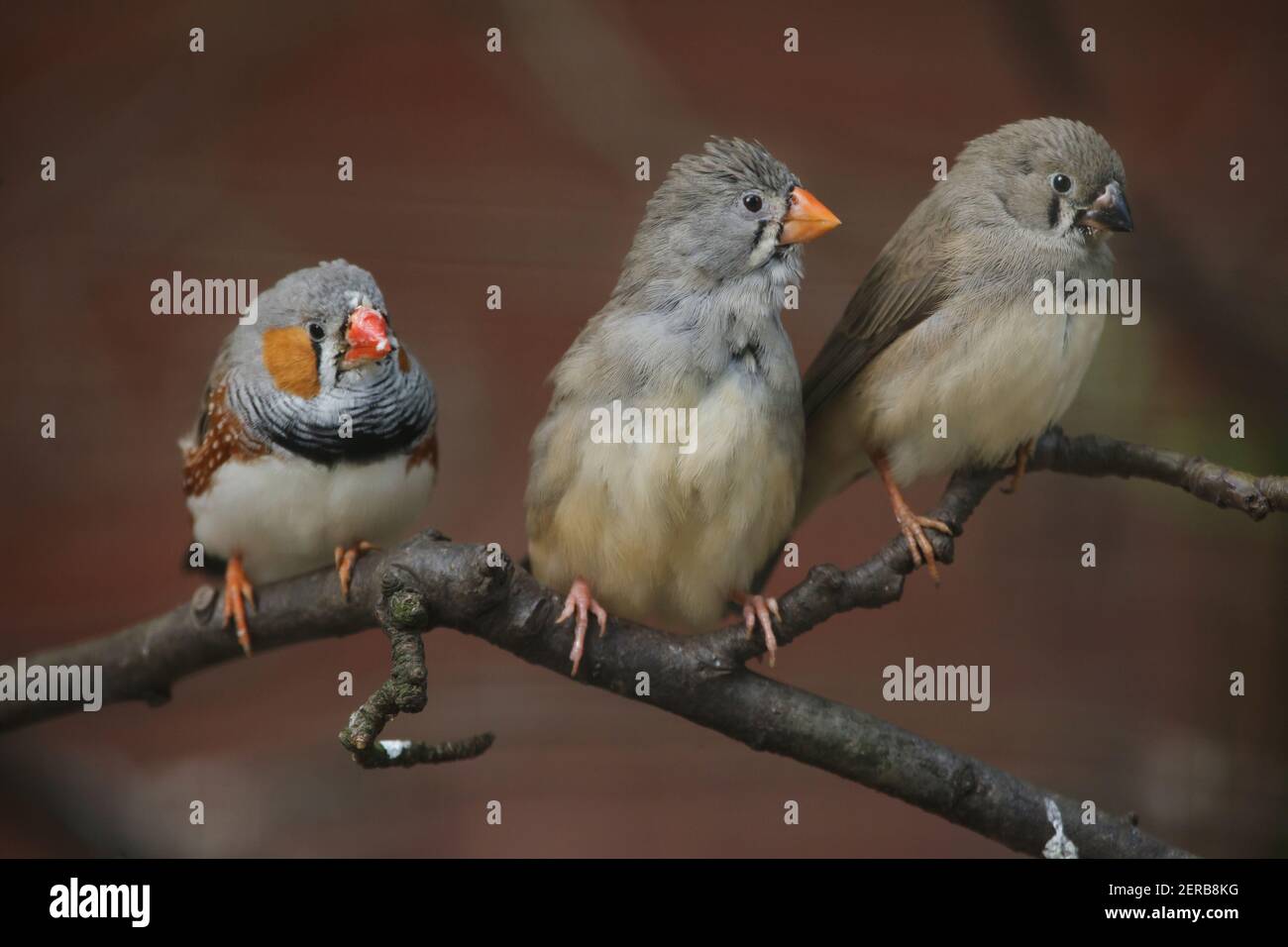 Zèbre finch (Taeniopygia guttata). Oiseau sauvage. Banque D'Images