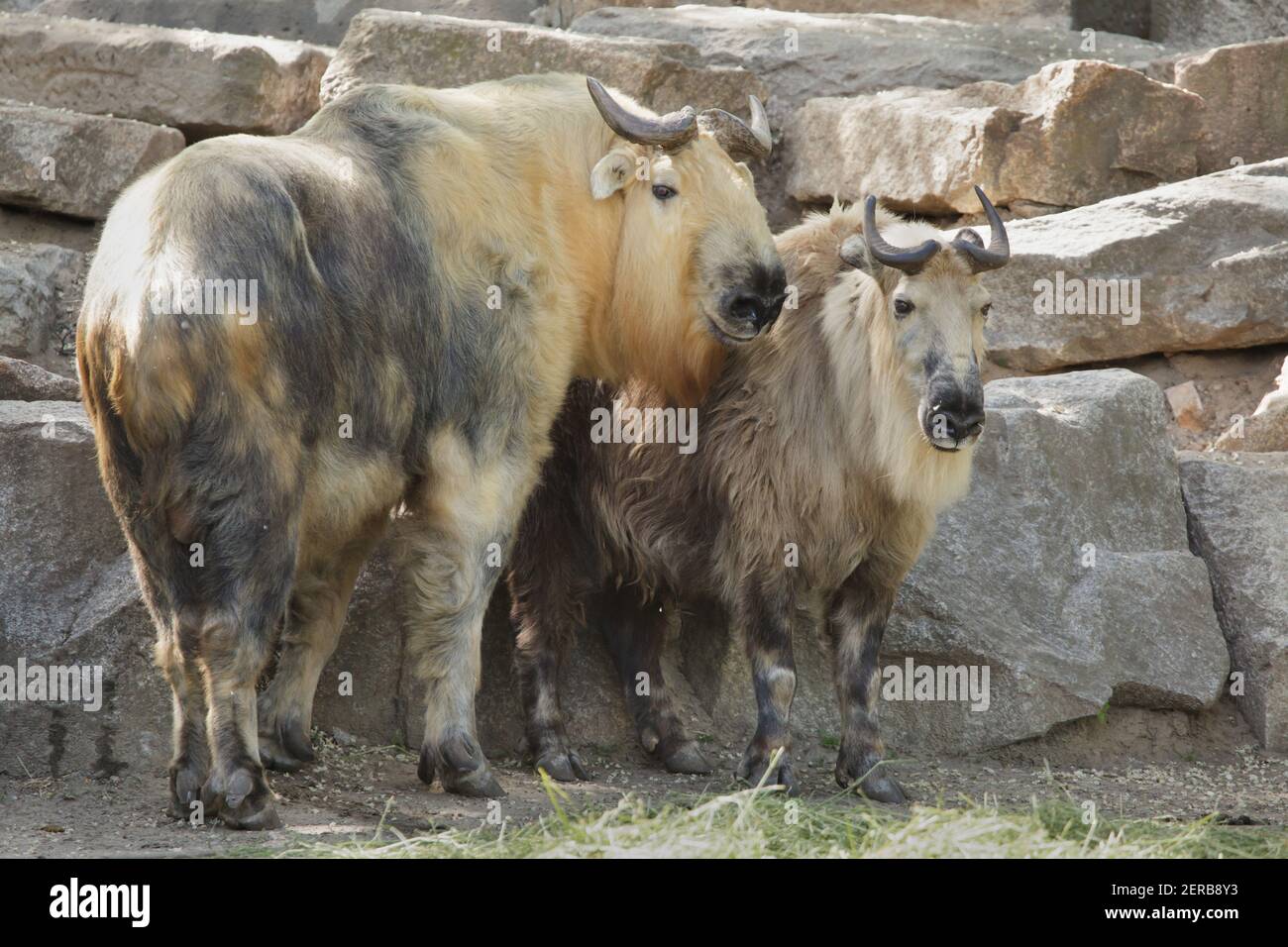 Takin Sichuan (Budorcas taxicolor tibetana), également connu sous le nom de takin tibétain à Tierpark Berlin, en Allemagne. Banque D'Images