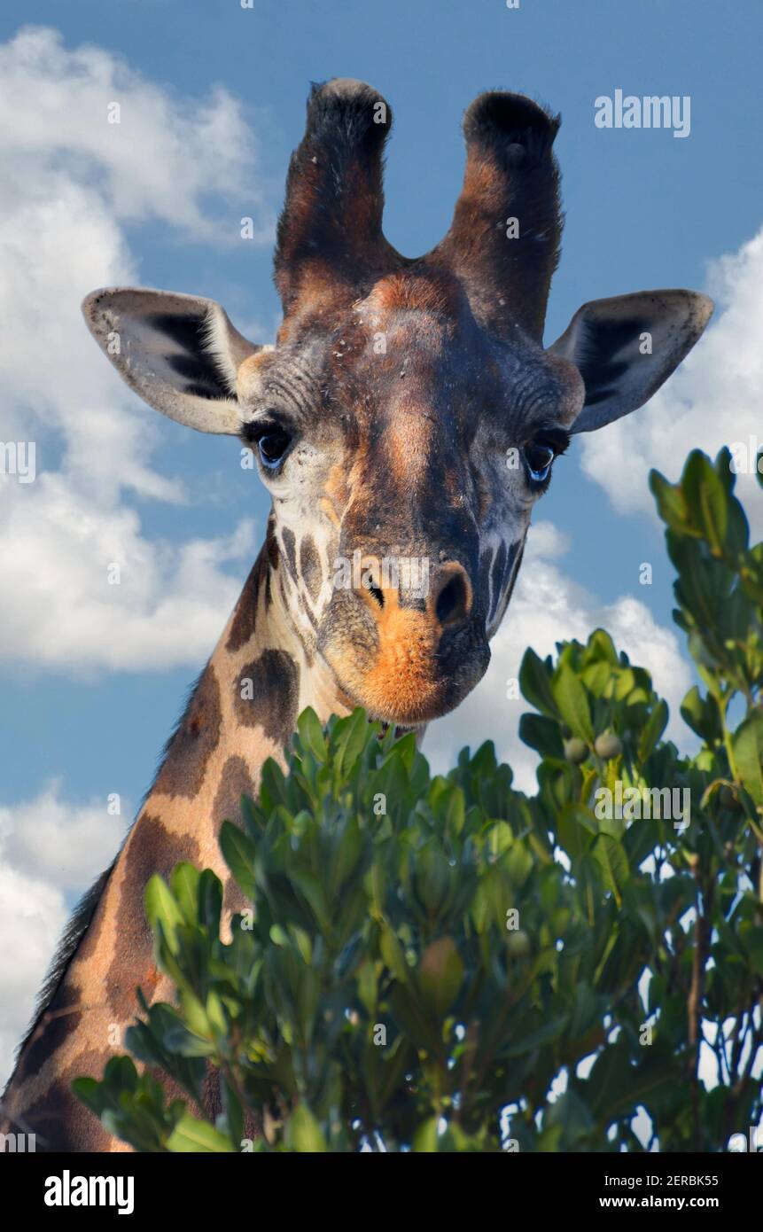 Giraffe - Tsavo Ouest - Kenya 2012 Banque D'Images