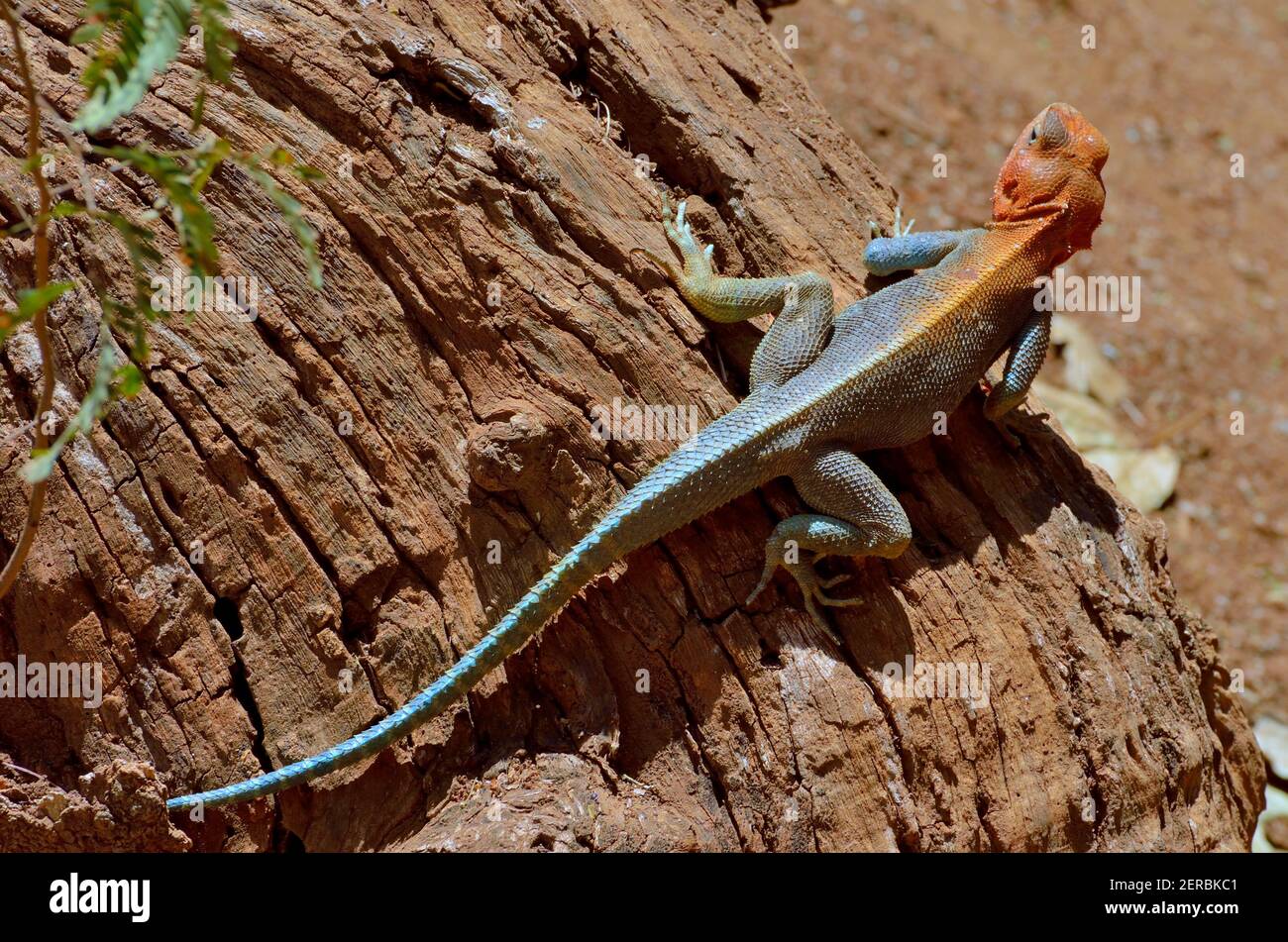 Agama Lizard - Tsavo est - Kenya 2012 Banque D'Images