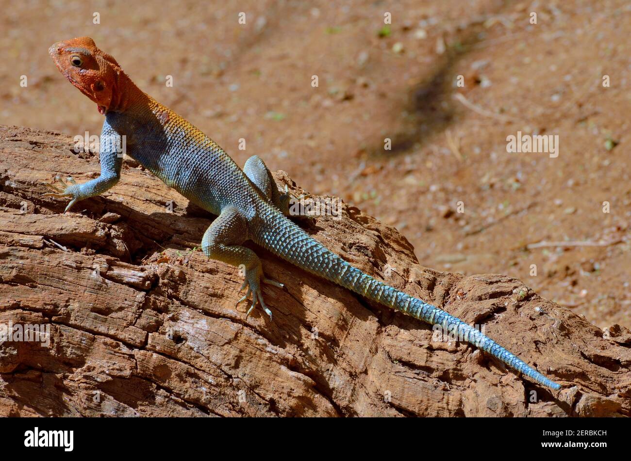 Agama Lizard - Tsavo est - Kenya 2012 Banque D'Images