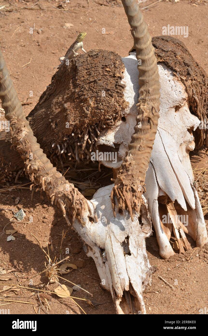 Crânes - Tsavo est - Kenya 2012 Banque D'Images