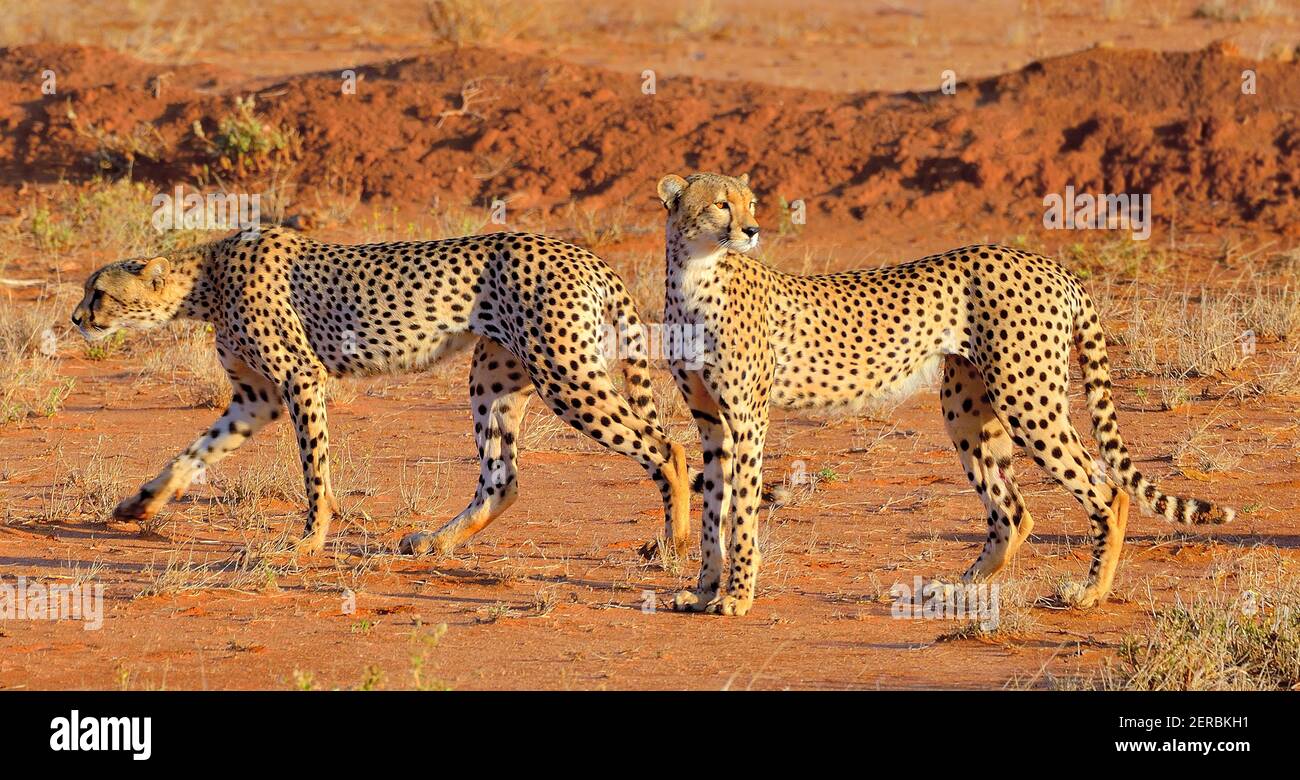Cheetahs - Tsavo est - Kenya 2012 Banque D'Images