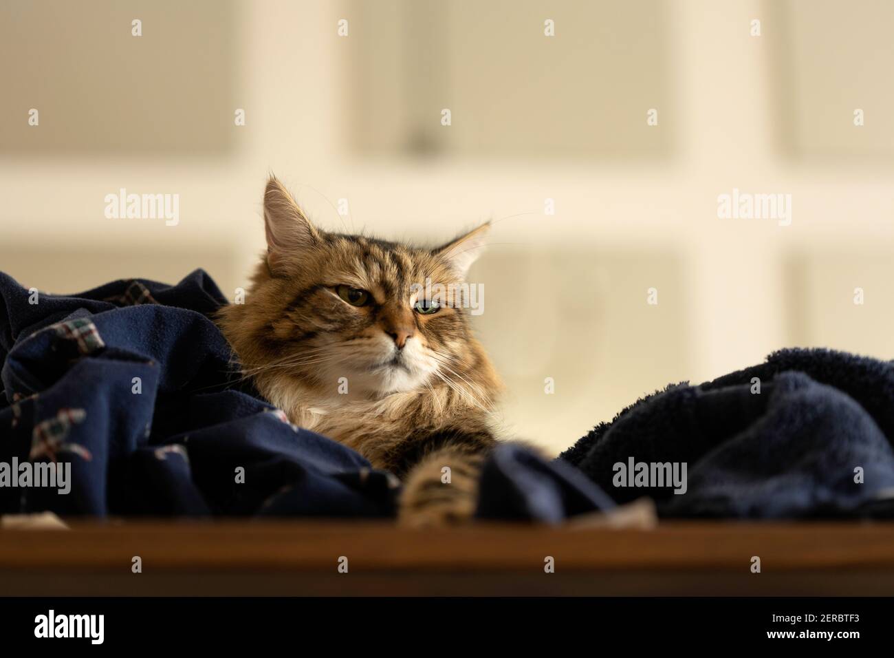 Visage et Paw du Chat de la Forêt de Sibérie dans la blanchisserie bleue Sur la table Banque D'Images