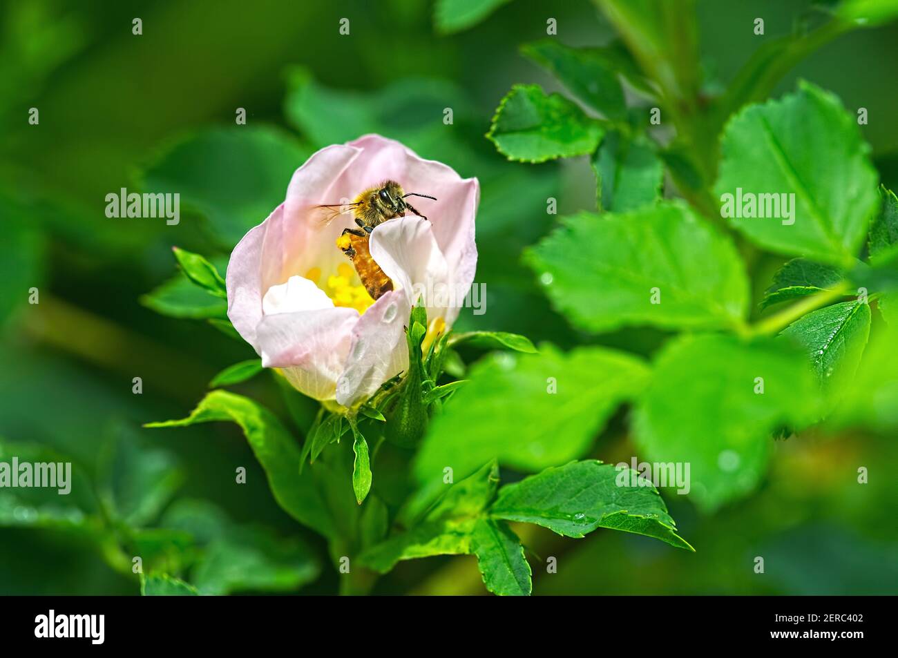 Une abeille occidentale (APIs mellifera) avec un sac de pollen émergeant d'une fleur rose. Banque D'Images