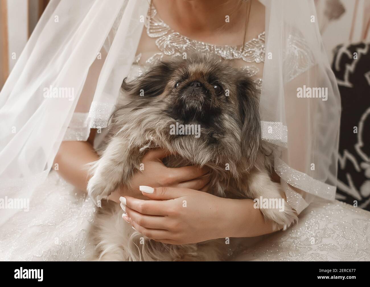 Mariée dans la robe de mariage tient un petit chien gros plan Photo Stock -  Alamy