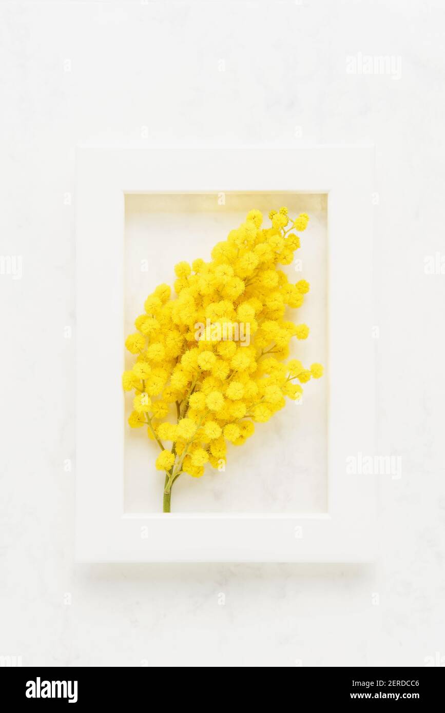 Concept de ressort. Fleurs mimosa jaunes et cadre photo blanc sur fond blanc. Vue de dessus Banque D'Images