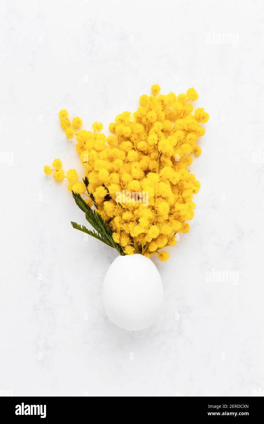 Concept de Pâques. Mimosa fleurit dans un œuf blanc sur fond blanc. Copier l'espace pour le texte, vue de dessus Banque D'Images