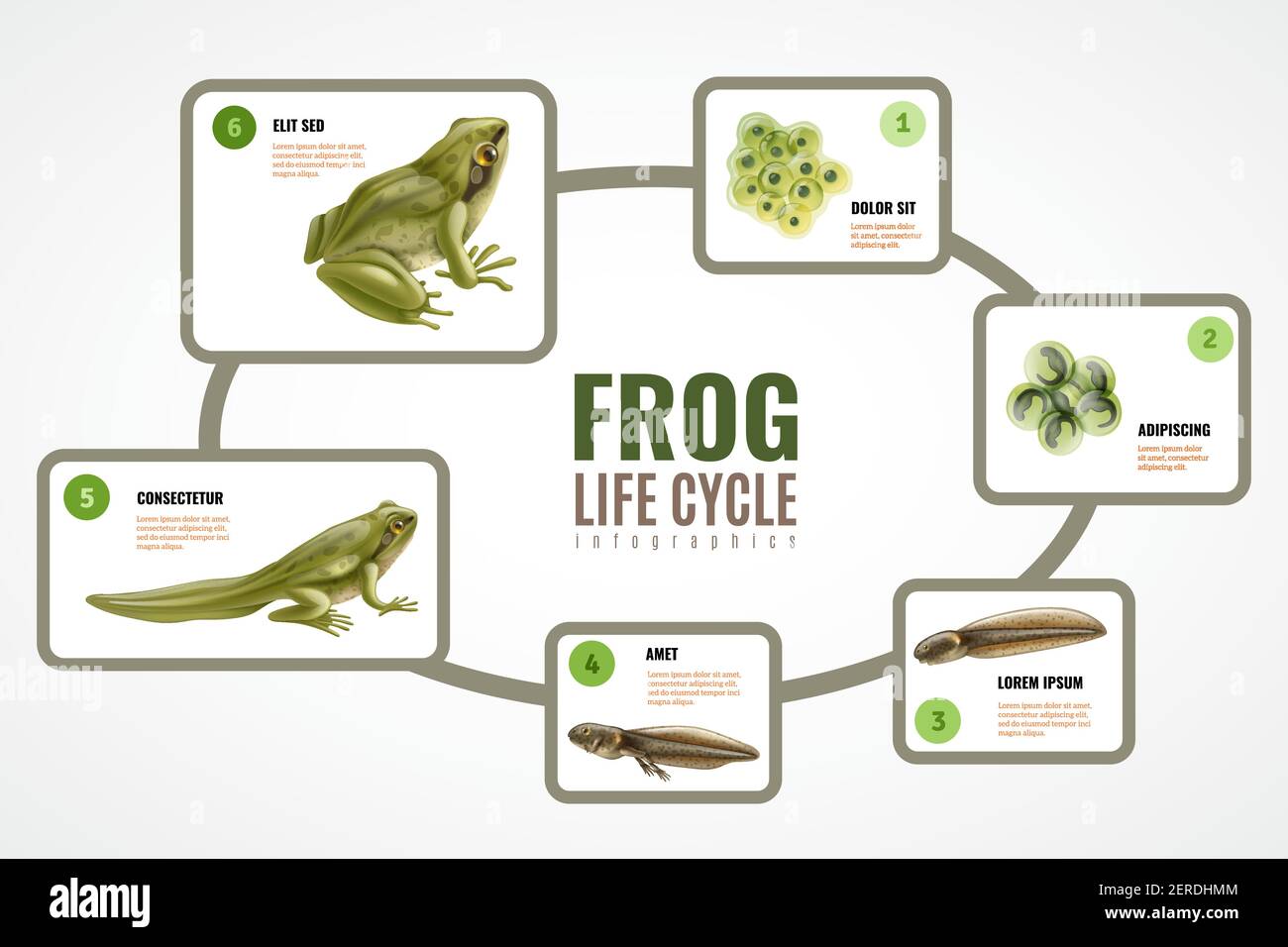 Cycle de vie des grenouilles graphique réaliste de l'embryon de masse d — free download