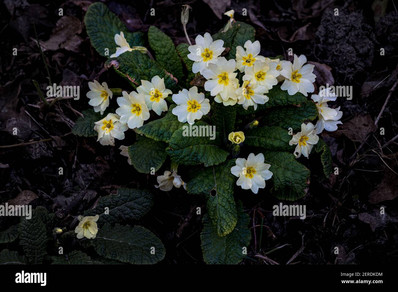 Fleurs qui poussent sur le bord de la route Banque de photographies et — free download