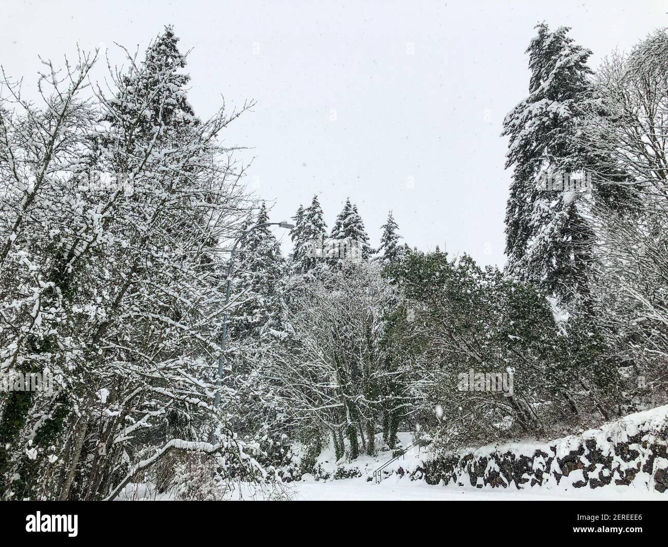 Journée enneigée en février à Bellevue, WA Banque D'Images