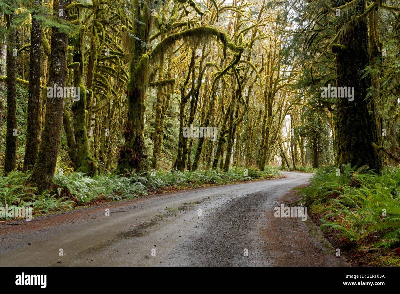 North Shore Road traversant la forêt tropicale, la forêt tropicale de Quinault, le parc national olympique, le comté de Jefferson, Washington, ÉTATS-UNIS Banque D'Images