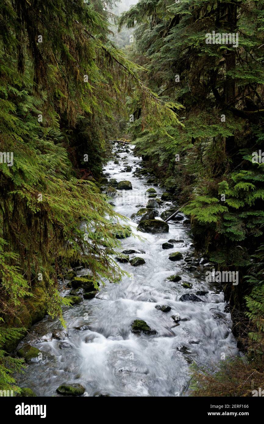 Howe Creek, forêt tropicale de Quinault, parc national olympique, comté de Jefferson, Washington, ÉTATS-UNIS Banque D'Images