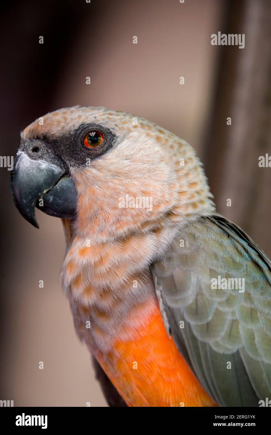 Le perroquet à ventre rouge (Poicephalus rufiventris) est un petit perroquet africain. Il s'agit d'un perroquet gris et principalement verdâtre. Les mâles ont un ventre orange vif Banque D'Images