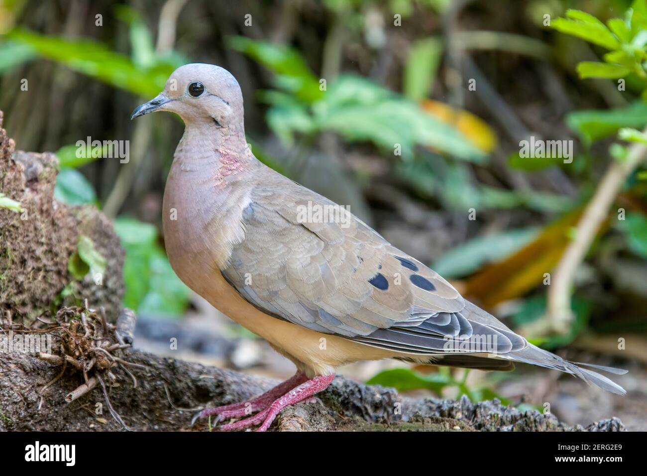 Une colombe éiréée se trouve sur la branche. Les mâles adultes ont principalement un plumage brun olive de la partie supérieure, avec des taches noires sur les ailes. La tête a une couronne grise Banque D'Images