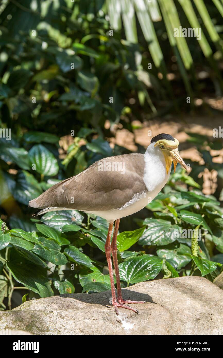 Une image de gros plan de lapwing masquée. C'est un grand oiseau, commun et ostentatoire originaire de l'Australie, en particulier les parties nord et est Banque D'Images