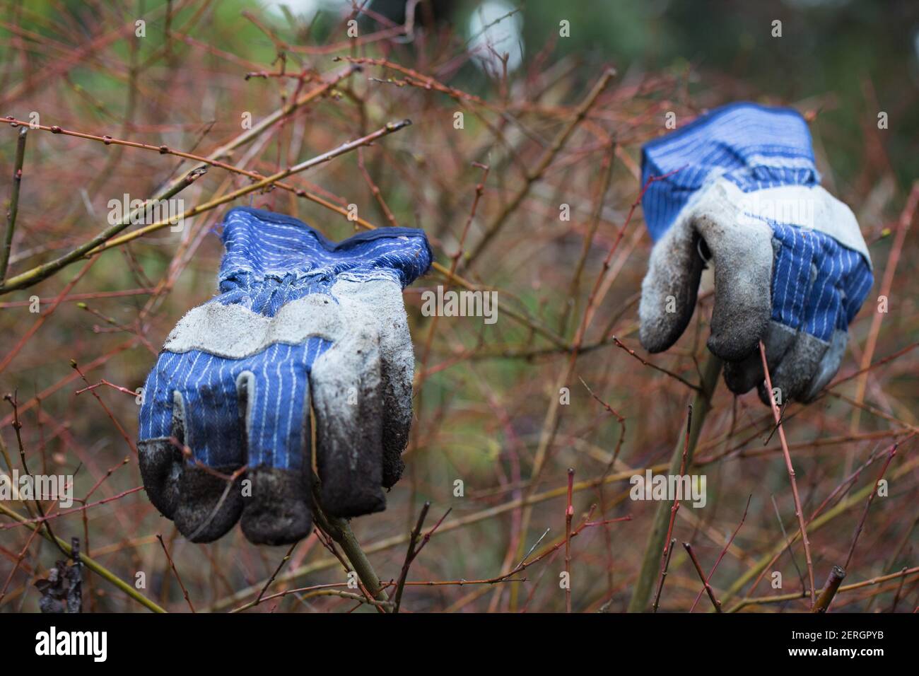 Une paire de gants de travail séchant sur une brousse nue dans un jardin d'hiver. Banque D'Images