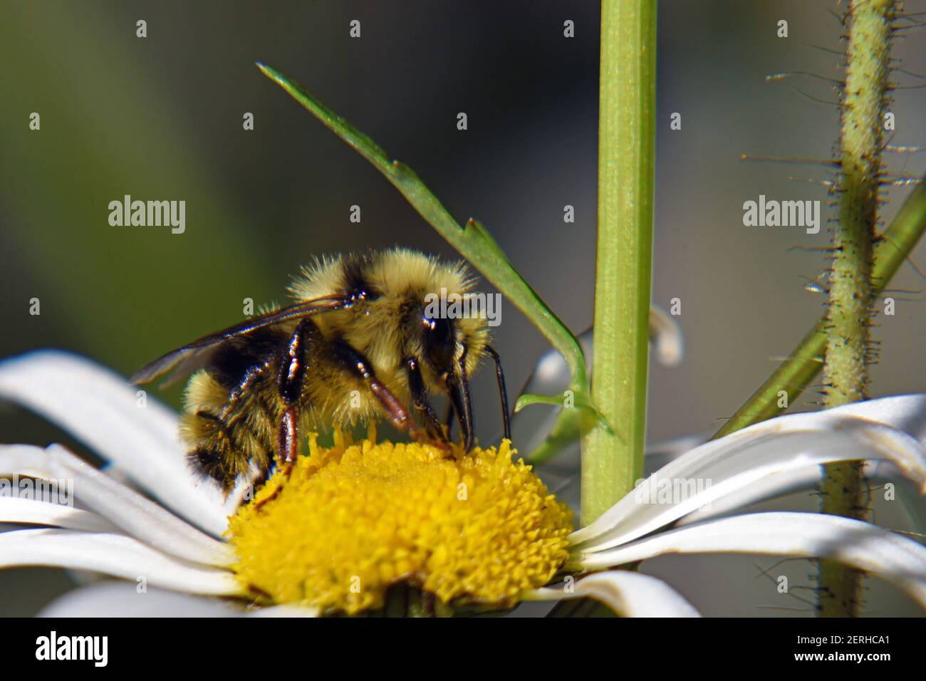 L'abeille Bumble (éventuellement Bombus rufocinctus) se nourrissant du nectar d'une Marguerite d'œnox. Forêt nationale de Kootenai, nord-ouest du Montana. (Photo de Randy Beacham) Banque D'Images
