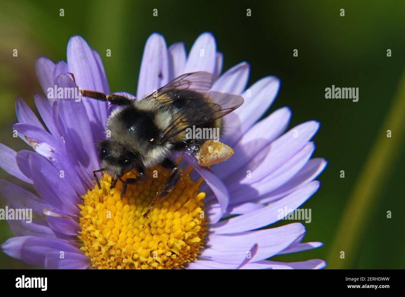 Abeille Bumble (Bombus vancouverensis) avec un panier de pollen se nourrissant du nectar d'un aster. Purcell Mountains, Montana. (Photo de Randy Beacham) Banque D'Images