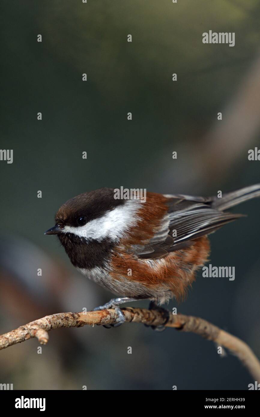 Chichadee dos à la châtaigne au printemps. Vallée de Yaak, nord-ouest du Montana. (Photo de Randy Beacham) Banque D'Images