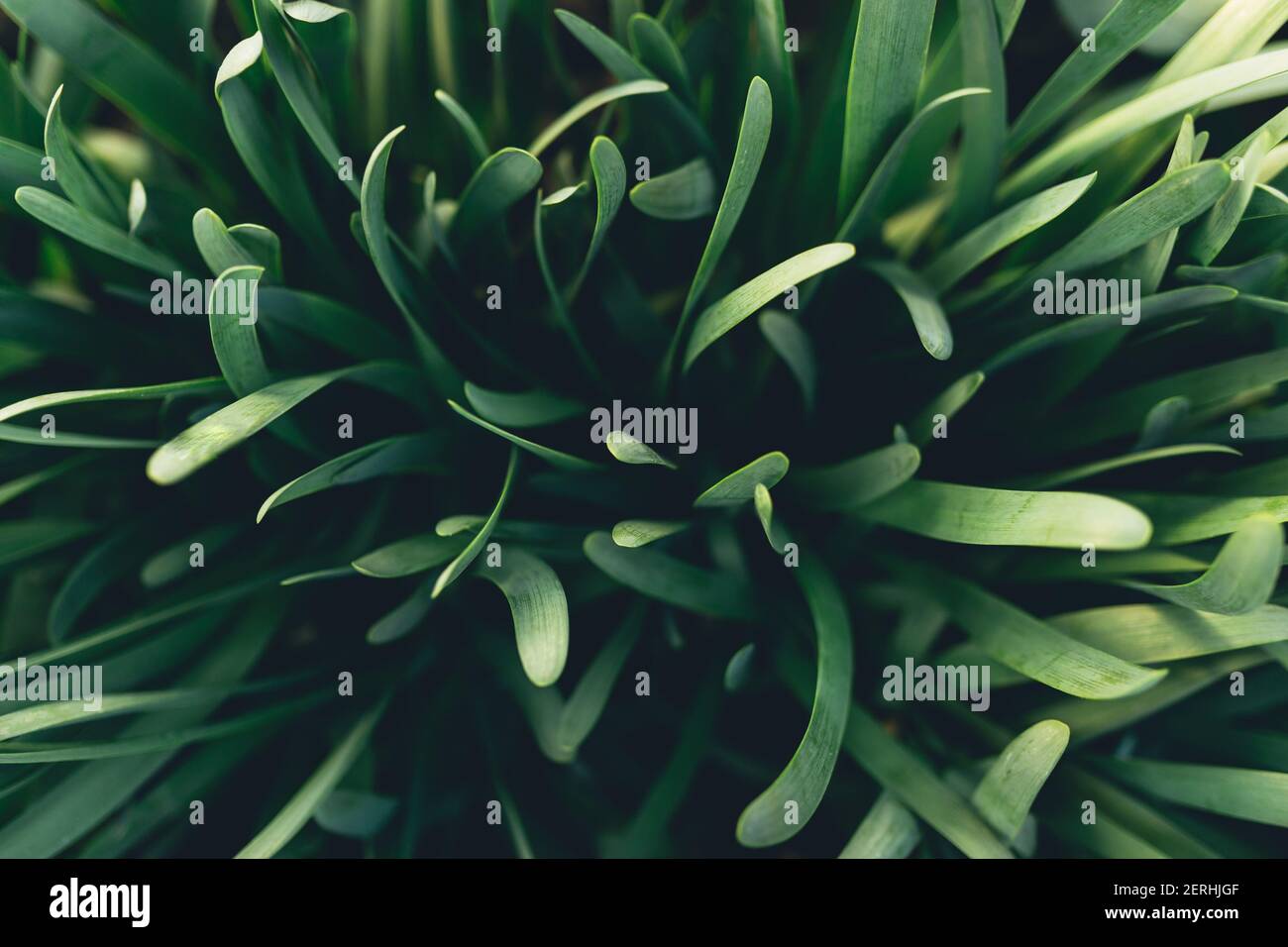 Petites feuilles d'ail vert frais avec effet macro. Photo de haute qualité Banque D'Images