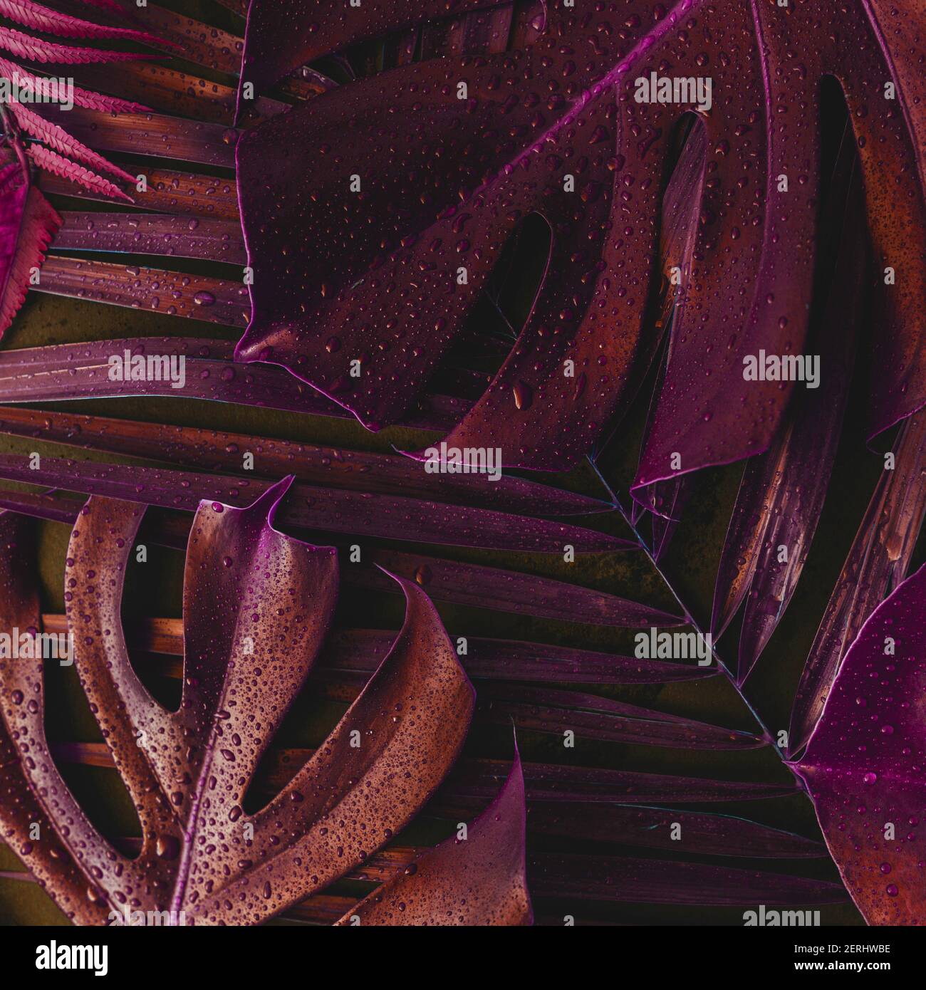 Feuilles de palmier rouge Banque de photographies et d’images à haute ...