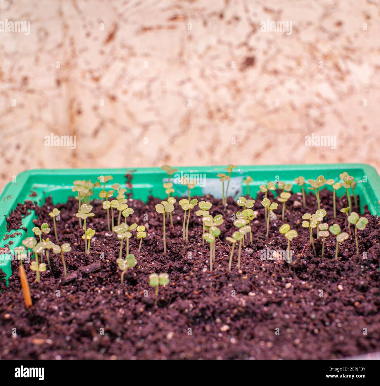 Plantation de jeunes plants dans un grand pot sur la table, à la maison. Un jeune sprout de délicieux légumes verts pour salade. Banque D'Images