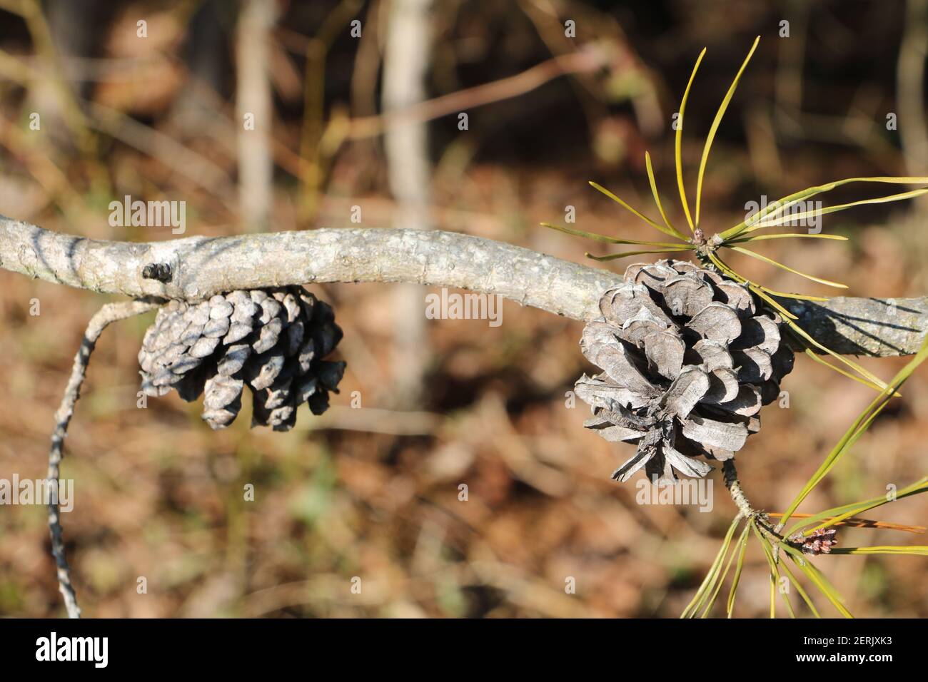 Pommes de pin sur une branche. Banque D'Images