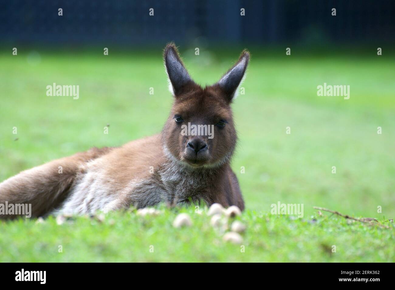 Un kangourou rouge (Osphranter Rufus) se lassant dans l'herbe - soulève sa tête pour s'assurer que je ne suis pas une menace. Les champignons à l'avant poussent dans le fumier de Kangaroo ! Banque D'Images