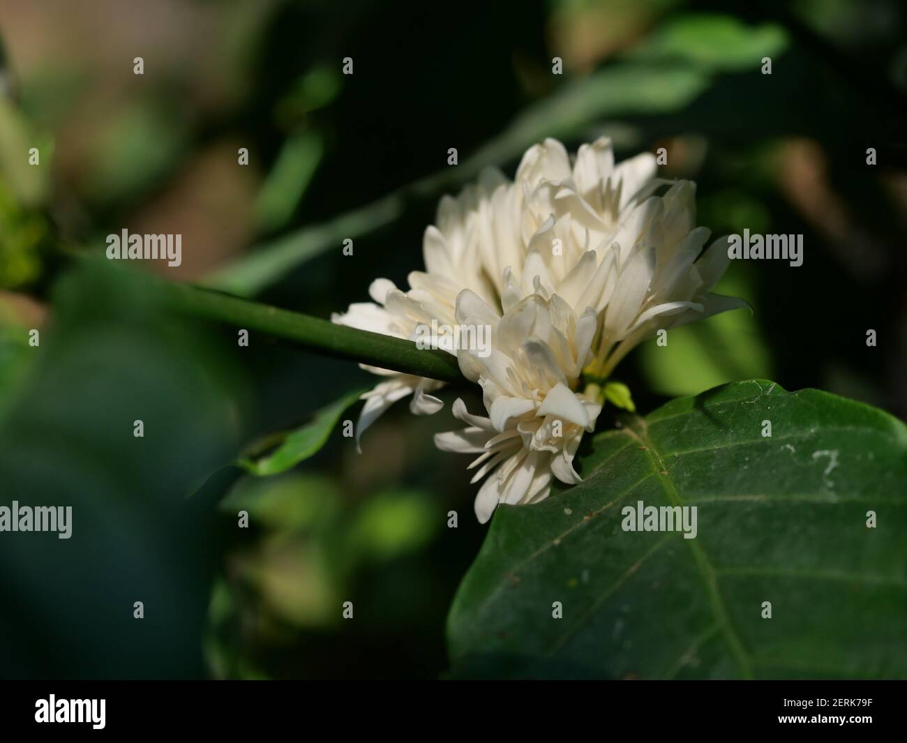Café Robusta fleuri sur une plante arborescente avec une feuille verte en arrière-plan. Pétales et étamines blanches de fleur en fleur Banque D'Images