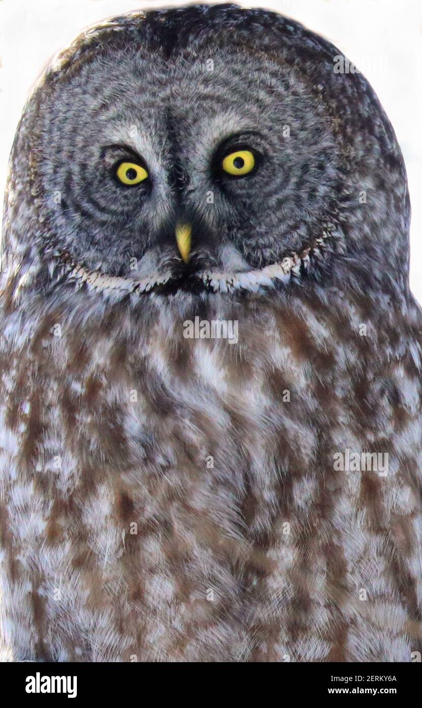 Chouette lapone portrait Banque D'Images