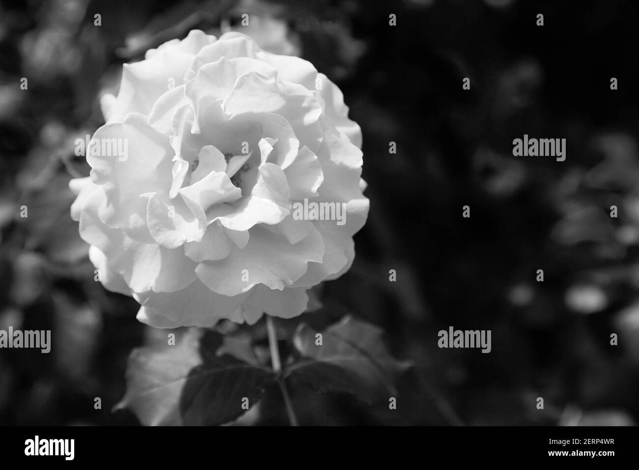 Belles roses orange dans un jardin. Banque D'Images