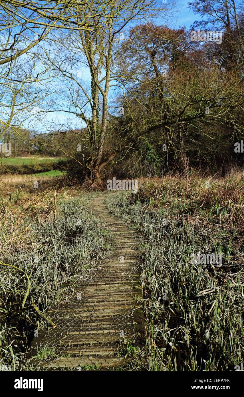 Une promenade traversant un sol marécageux dans la plaine inondable de la rivière Wensum par Drayton Green Lanes à Drayton, Norfolk, Angleterre, Royaume-Uni. Banque D'Images